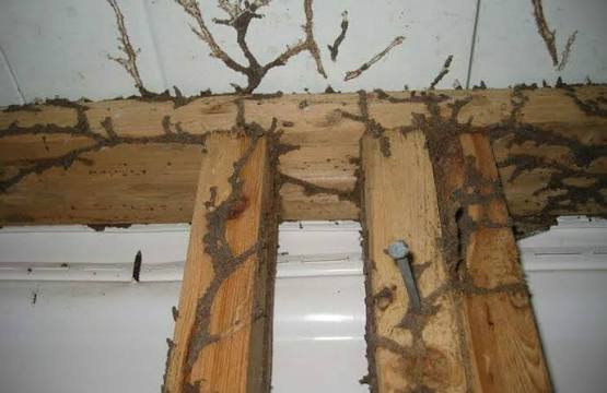 Termite Holes in Ceiling What They Mean and What to Do Next